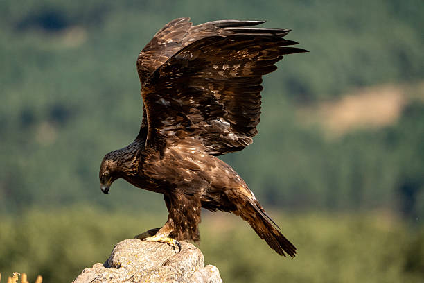 istock Golden eagle (Aquila chrysaetos) photographed in Spain 2245034802