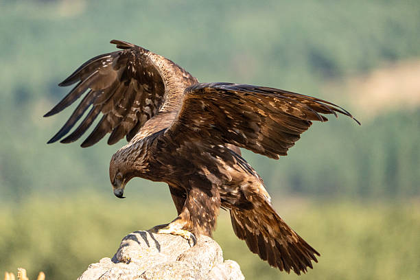 istock Golden eagle (Aquila chrysaetos) photographed in Spain 2245034803