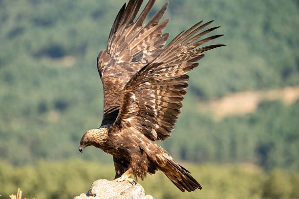 istock Golden eagle (Aquila chrysaetos) photographed in Spain 2245034818