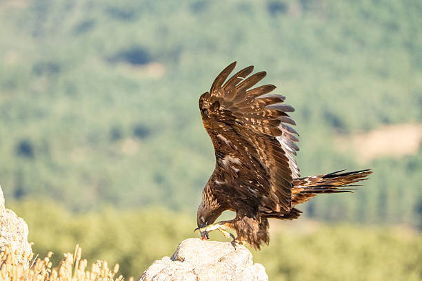 istock Golden eagle (Aquila chrysaetos) photographed in Spain 2245034823