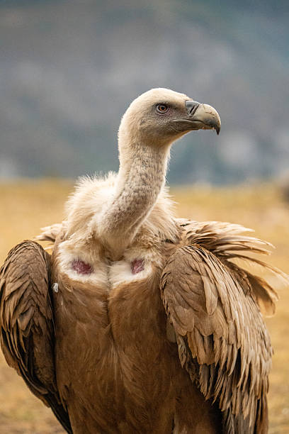 istock Griffon vulture (Gyps fulvus) photographed in Spain 2245034902