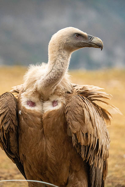 istock Griffon vulture (Gyps fulvus) photographed in Spain 2245034905