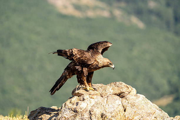 istock Golden eagle (Aquila chrysaetos) photographed in Spain 2245034948