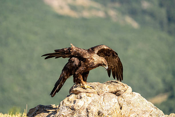 istock Golden eagle (Aquila chrysaetos) photographed in Spain 2245034949