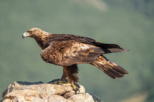 istock Golden eagle (Aquila chrysaetos) photographed in Spain 2245035061