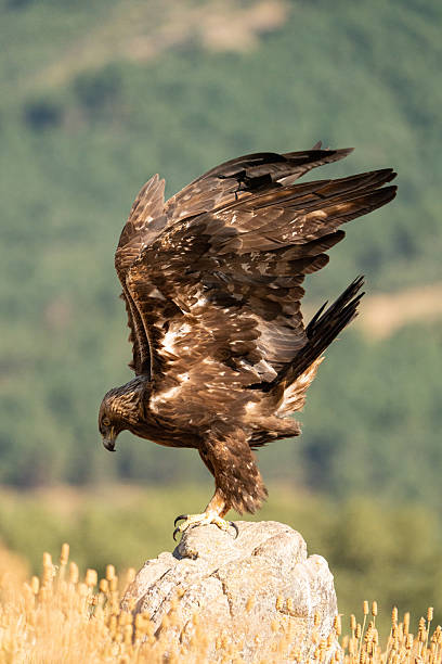 istock Golden eagle (Aquila chrysaetos) photographed in Spain 2245035065
