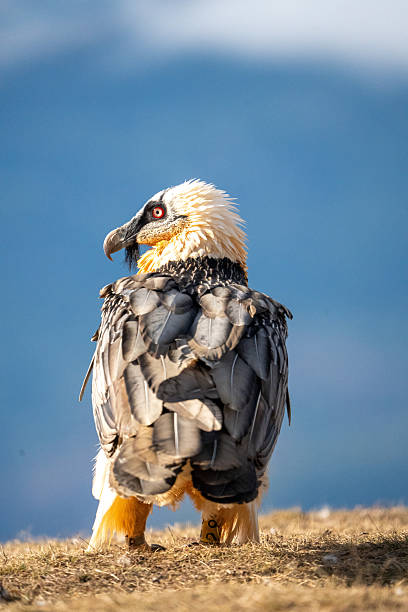 istock Bearded vulture (Gypaetus barbatus) photographed in Spain 2245035228