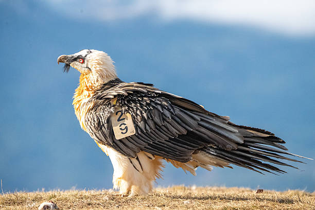 istock Bearded vulture (Gypaetus barbatus) photographed in Spain 2245035244