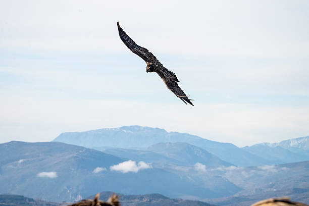 Bearded vulture (Gypaetus barbatus) photographed in Spain