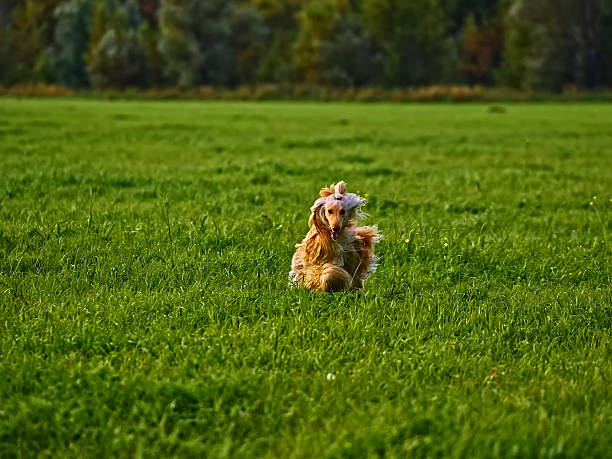 Dog Portrait - Friendly Domestic Pet With Expressive Eyes