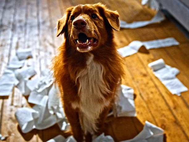 istock Dog Portrait - Friendly Domestic Pet With Expressive Eyes 2245036176