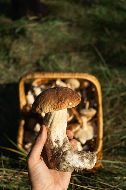 istock Vegan mushrooms harvested for sustainable nutrition and protein source 2245036366