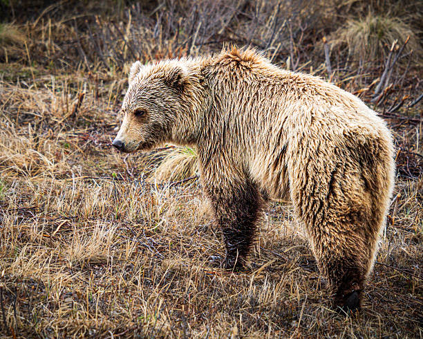 istock Bear in golden field 2245036560