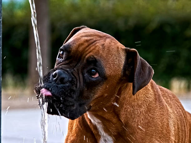 istock Dog Portrait - Friendly Domestic Pet With Expressive Eyes 2245036582
