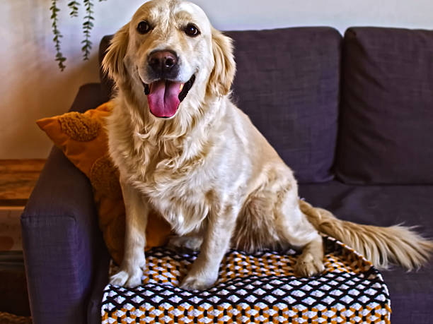 istock Dog Portrait - Friendly Domestic Pet With Expressive Eyes 2245036604