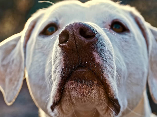 istock Dog Portrait - Friendly Domestic Pet With Expressive Eyes 2245036610