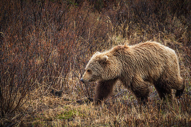 istock Bear in the Brush 2245036640