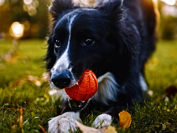 istock Dog Portrait - Friendly Domestic Pet With Expressive Eyes 2245036657