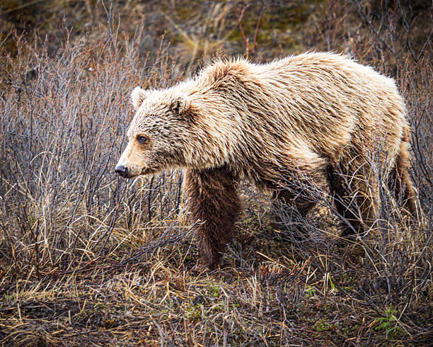 istock Grizzly in the Brush 2245037246