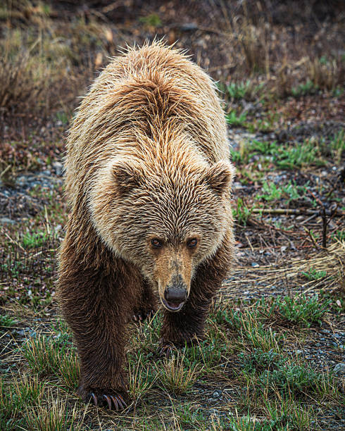 istock Grizzly's Grassy Glare 2245037257