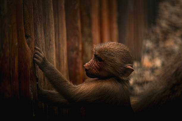 istock Young monkey touching wooden wall in soft natural light 2245037290