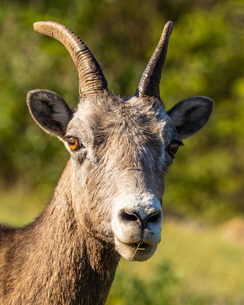 istock Bighorn's Chewy Contemplation 2245037376