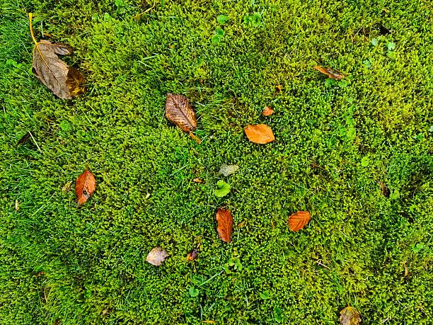 istock Green moss ground texture with autumn leaves 2245040583