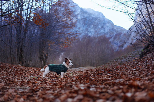 A Jack Russell Terrier in a sweater stands alert on a trail during twilight surrounded by bare trees and distant cliffs. The cooler light suggests evening is near.
