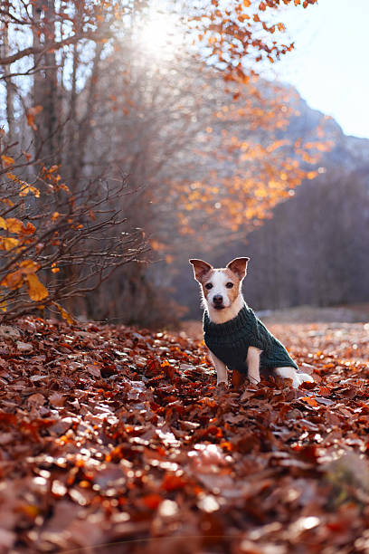 istock Jack Russell Terrier in sweater standing in backlit forest 2245042097