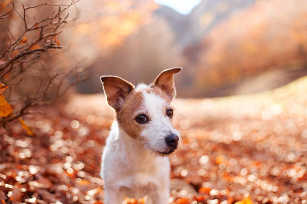 istock Jack Russell Terrier close-up on leafy path in autumn forest 2245042102