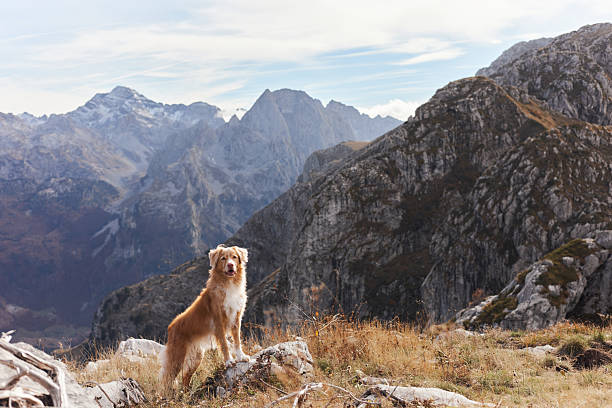 istock Nova Scotia Duck Tolling Retriever above mountain range 2245042120