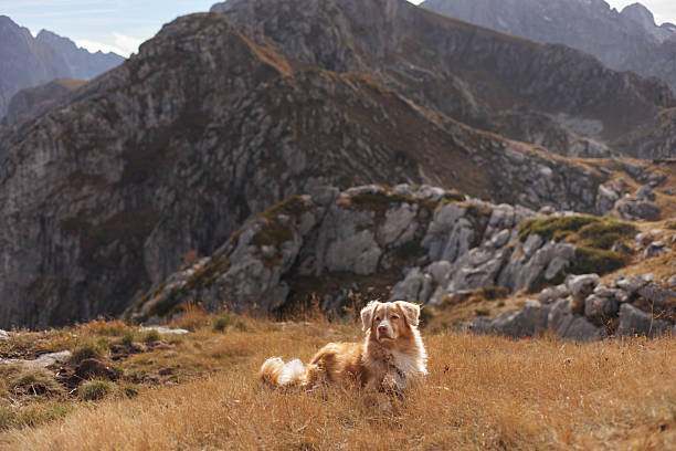 dog portrait