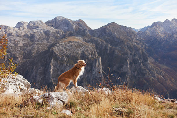 istock Nova Scotia Duck Tolling Retriever looking over mountain edge 2245042134