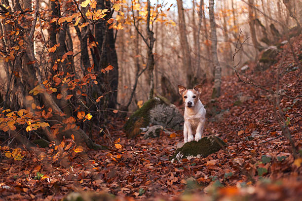 istock Jack Russell Terrier sitting on mossy rock near tree trunk 2245042153