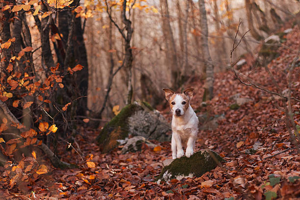 istock Jack Russell Terrier sitting on autumn forest trail 2245042163