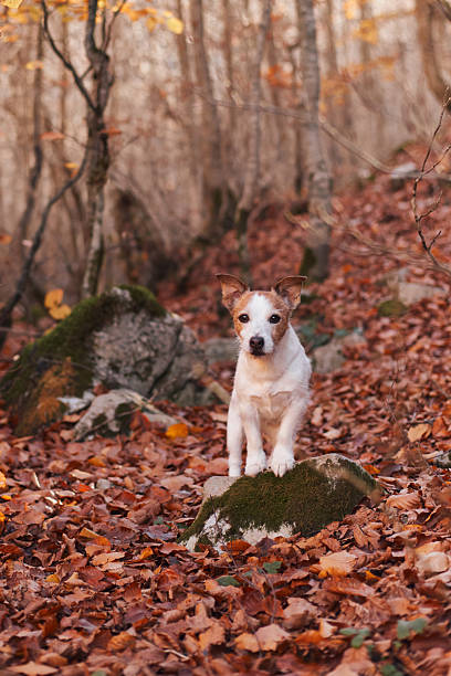 istock Jack Russell Terrier sitting on autumn forest path 2245042164