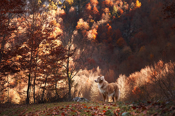 istock Nova Scotia Duck Tolling Retriever walking through autumn field 2245042175