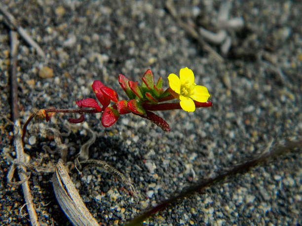It's a beautiful sea primrose (Camissonia) blooming from the sand on the beach in Cobquecura, Chile.With vibrant red, yellow, and green colors, this small primrose makes its delicate presence known.