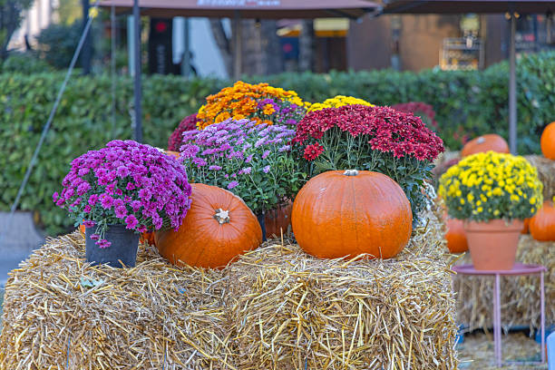 Halloween Pumpkins and Potted Flowers at Bales of Hay Autumn Season