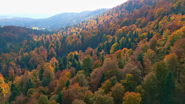 istock Autumn Forest with Rolling Hills and Distant Mountains 2245045932