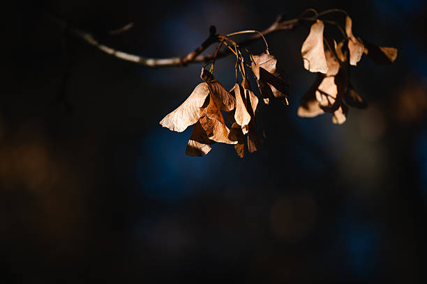 Close-up of dry brown samara seeds, also known as helicopter seeds, hanging from a slender branch and illuminated by soft autumn light. The dark, blurred background creates a dramatic contrast, emphasizing the textures and fragile forms. The image captures the quiet beauty of nature's seasonal cycle.