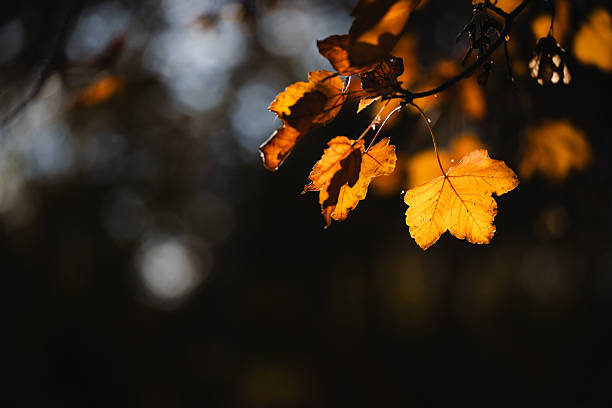 A few golden-orange autumn leaves hang delicately from a branch, illuminated by the low, warm light of evening. The dark, blurred background creates a dramatic contrast, drawing attention to the glowing leaves. The scene captures a peaceful and introspective moment of the fall season.