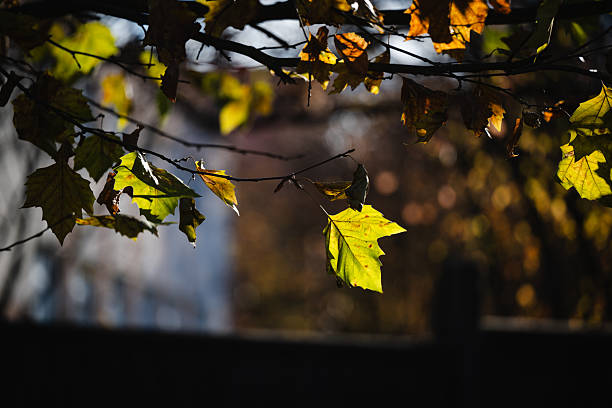 Green and yellow autumn leaves hang from a branch, softly illuminated from behind while the background fades into deep shadow and subtle bokeh. The contrasting tones emphasize the delicate transition between seasons and the fleeting beauty of late autumn. The atmosphere is peaceful and introspective.