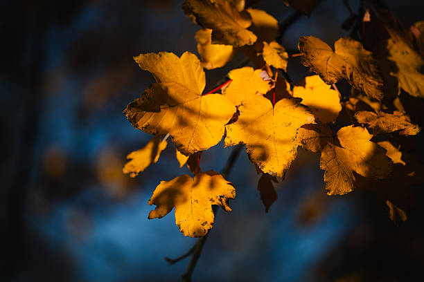 A few golden-orange autumn leaves hang delicately from a branch, illuminated by the low, warm light of evening. The dark, blurred background creates a dramatic contrast, drawing attention to the glowing leaves. The scene captures a peaceful and introspective moment of the fall season.