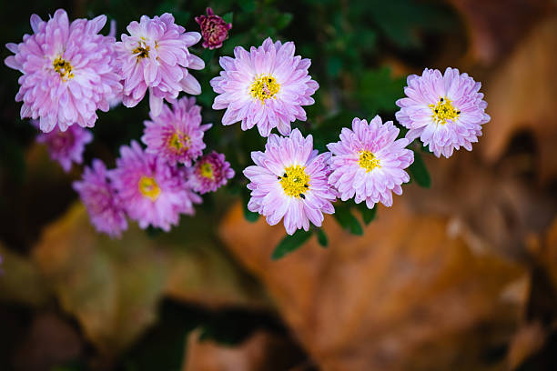 Delicate pink chrysanthemum flowers bloom against a soft, blurred green and brown background, evoking the gentle beauty of an autumn garden. The petals are sharply detailed and vibrant, standing out in the natural light. The composition conveys a sense of calm, freshness, and seasonal transition.