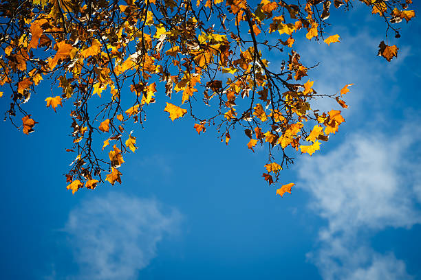 Bright orange and yellow autumn leaves adorn the upper branches of a tree, set against a vivid blue sky with a few scattered clouds. The crisp contrast between the warm foliage and the cool sky creates a fresh, uplifting seasonal scene. The image captures the clarity and beauty of a sunny fall day.