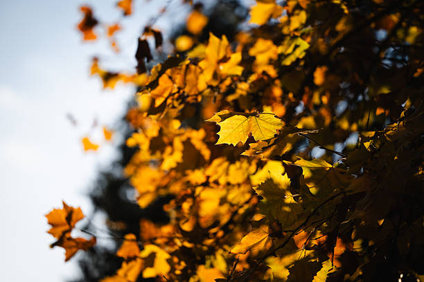 Bright golden-yellow maple leaves glow in the soft sunlight, creating a striking contrast against the shaded background. The blurred edges and interplay of light and shadow emphasize the depth and richness of the autumn foliage. This image captures the warmth and transience of the fall season in a natural setting.
