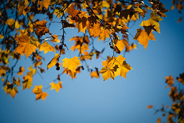 istock Golden autumn leaves against clear blue sky 2245046365
