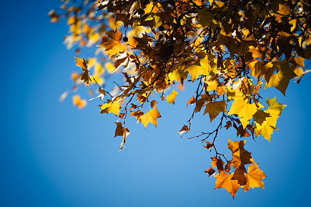 Close-up of vivid yellow and orange autumn leaves hanging from tree branches, sharply contrasted against a cloudless blue sky. The bright natural light highlights the textures and warm tones of the foliage, creating a crisp and serene seasonal atmosphere. The composition evokes a sense of calm and appreciation for nature’s beauty in fall.