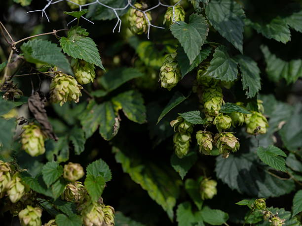 istock Fresh Green Hop Cones 2245046782
